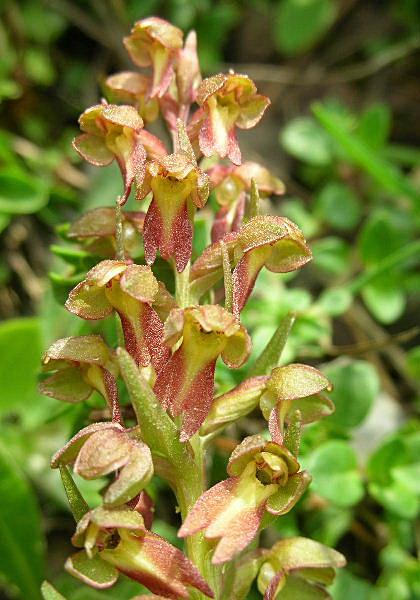 Coeloglossum viride